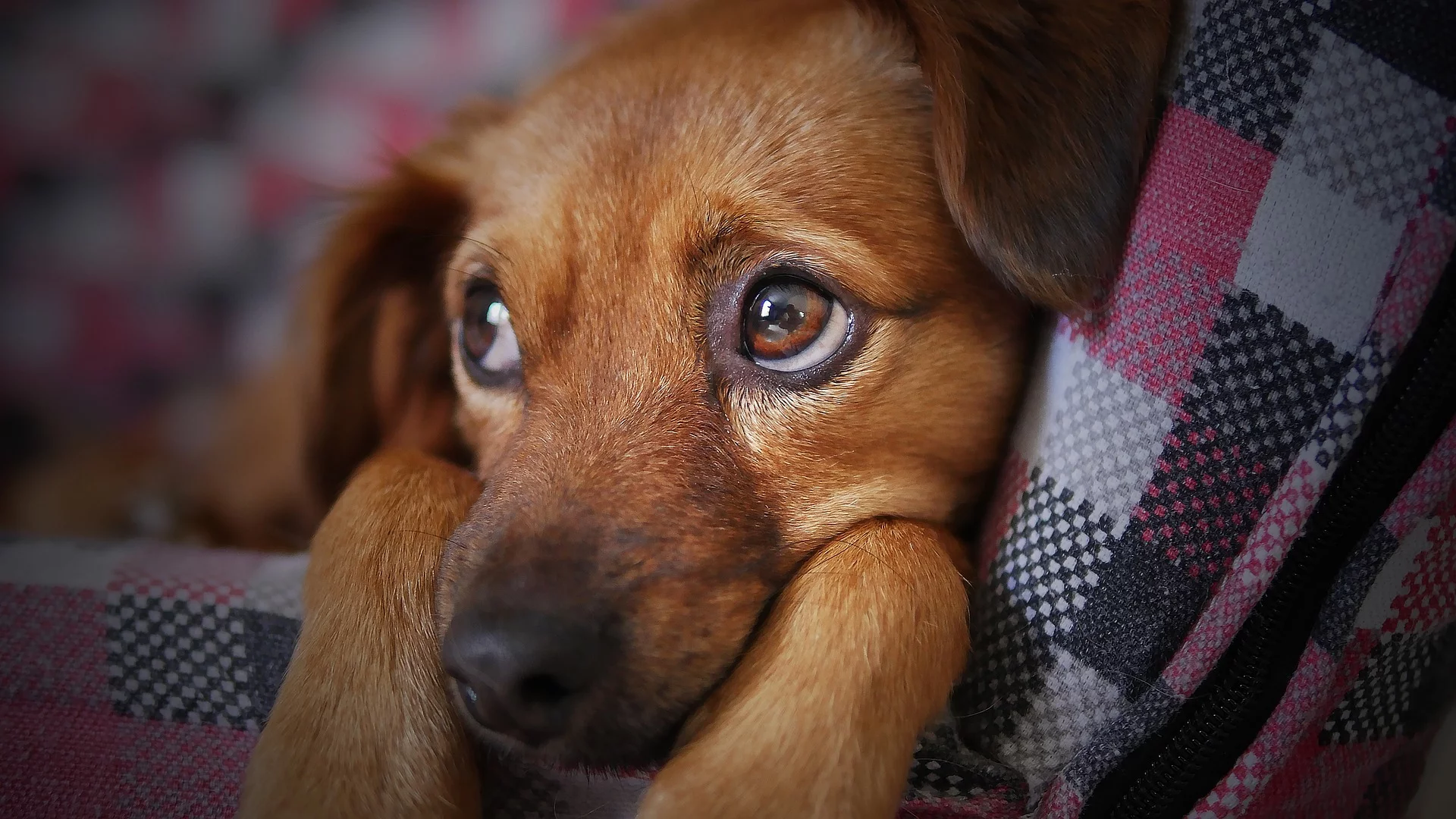 Fundhund Fundhund